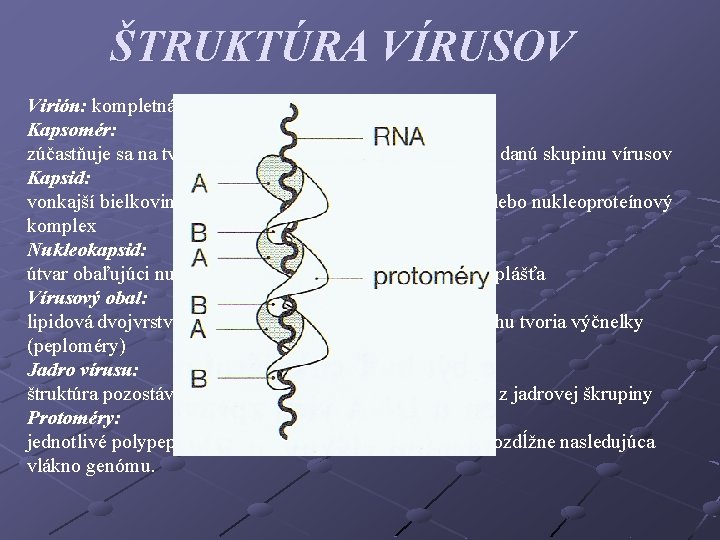 ŠTRUKTÚRA VÍRUSOV Virión: kompletná (infekčná) vírusová častica Kapsomér: zúčastňuje sa na tvorbe kapsidu, útvar