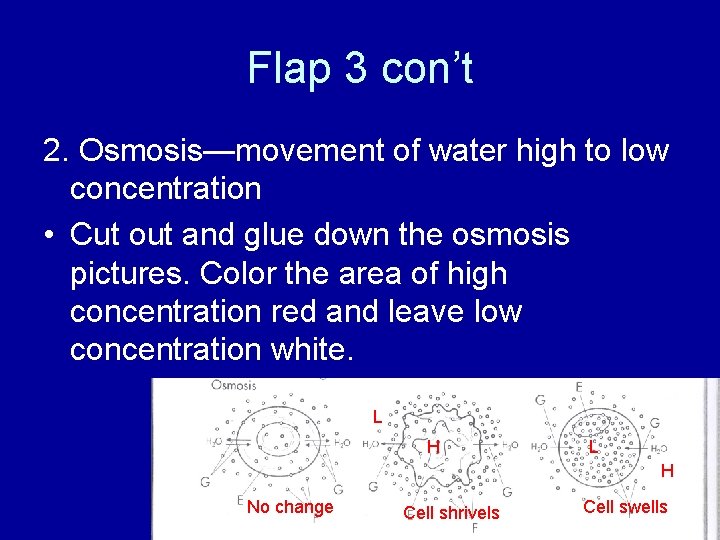 Flap 3 con’t 2. Osmosis—movement of water high to low concentration • Cut out