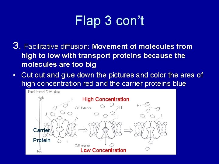 Flap 3 con’t 3. Facilitative diffusion: Movement of molecules from high to low with