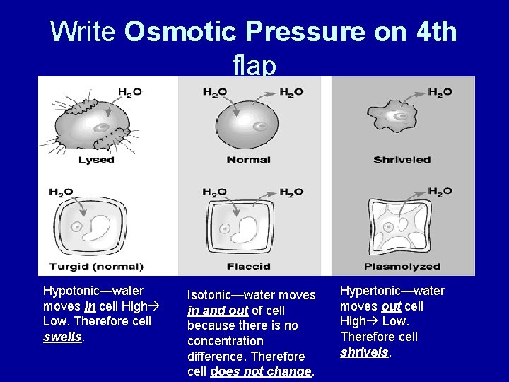 Write Osmotic Pressure on 4 th flap Hypotonic—water moves in cell High Low. Therefore