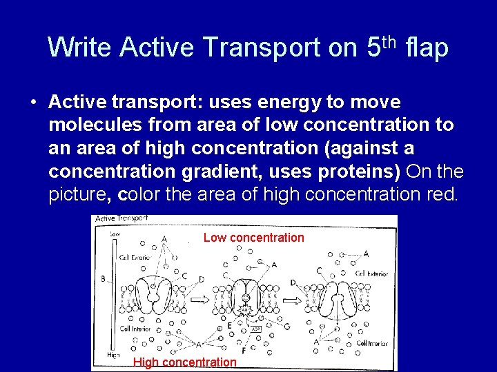 Write Active Transport on 5 th flap • Active transport: uses energy to move