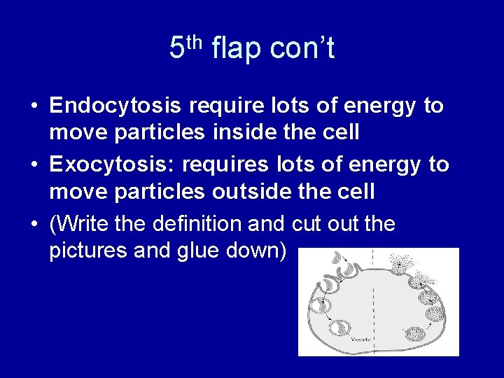 5 th flap con’t • Endocytosis require lots of energy to move particles inside