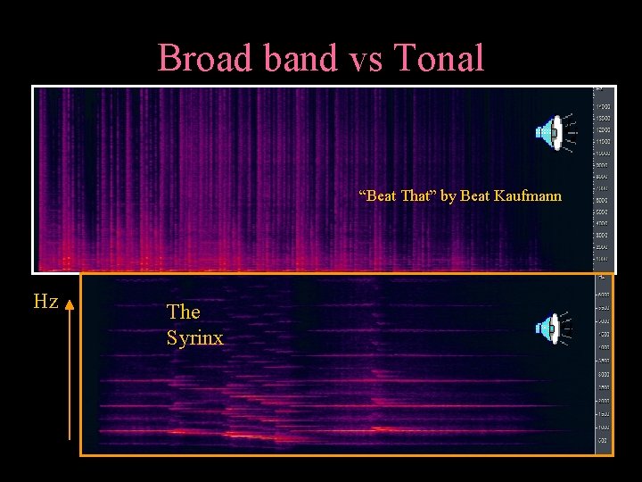 Broad band vs Tonal “Beat That” by Beat Kaufmann Hz The Syrinx 