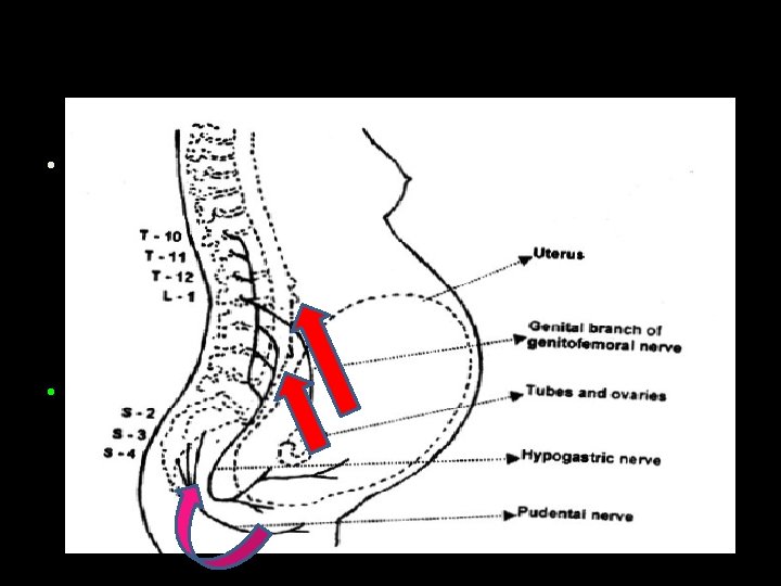  • Visceral afferent pain fibers from the uterus, cervix, and upper vagina form