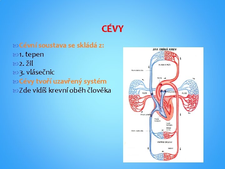 CÉVY Cévní soustava se skládá z: 1. tepen 2. žil 3. vlásečnic Cévy tvoří