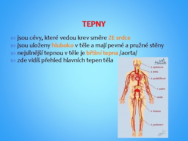 TEPNY jsou cévy, které vedou krev směre ZE srdce jsou uloženy hluboko v těle TEPNY jsou cévy, které vedou krev směre ZE srdce jsou uloženy hluboko v těle