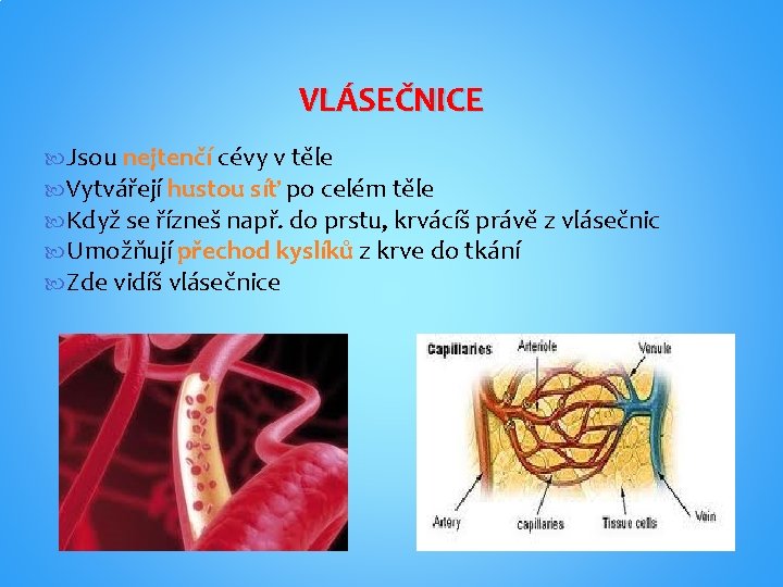 VLÁSEČNICE Jsou nejtenčí cévy v těle Vytvářejí hustou síť po celém těle Když se