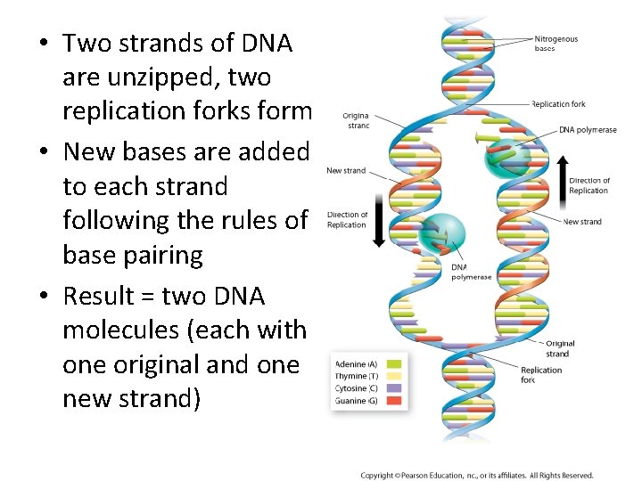  • Two strands of DNA are unzipped, two replication forks form • New