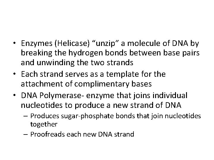  • Enzymes (Helicase) “unzip” a molecule of DNA by breaking the hydrogen bonds
