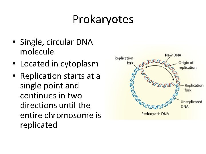 Prokaryotes • Single, circular DNA molecule • Located in cytoplasm • Replication starts at