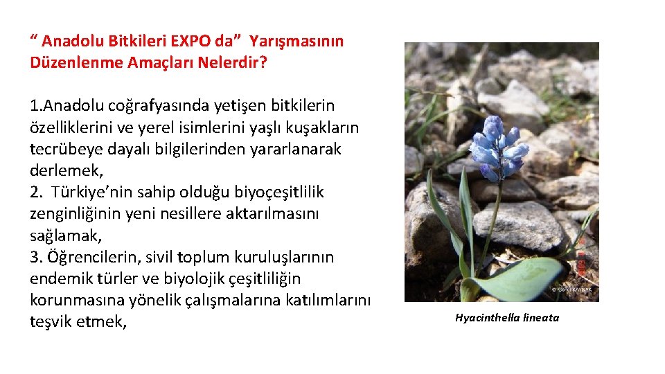 “ Anadolu Bitkileri EXPO da” Yarışmasının Düzenlenme Amaçları Nelerdir? 1. Anadolu coğrafyasında yetişen bitkilerin