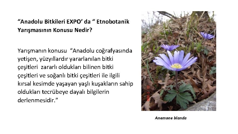 “Anadolu Bitkileri EXPO’ da “ Etnobotanik Yarışmasının Konusu Nedir? Yarışmanın konusu “Anadolu coğrafyasında yetişen,