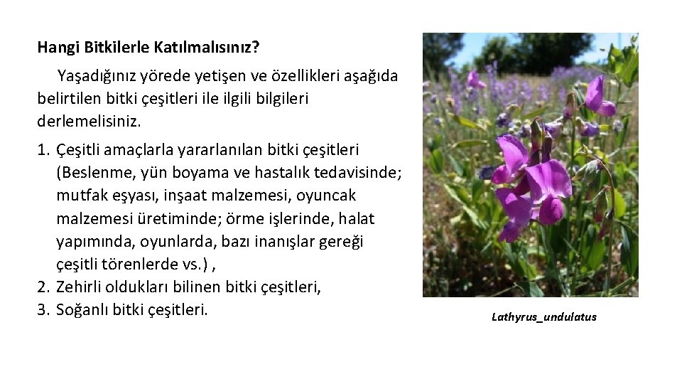 Hangi Bitkilerle Katılmalısınız? Yaşadığınız yörede yetişen ve özellikleri aşağıda belirtilen bitki çeşitleri ile ilgili