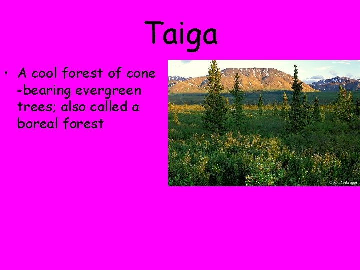 Taiga • A cool forest of cone -bearing evergreen trees; also called a boreal