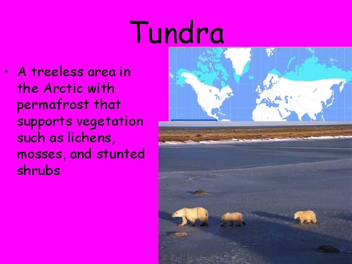 Tundra • A treeless area in the Arctic with permafrost that supports vegetation such