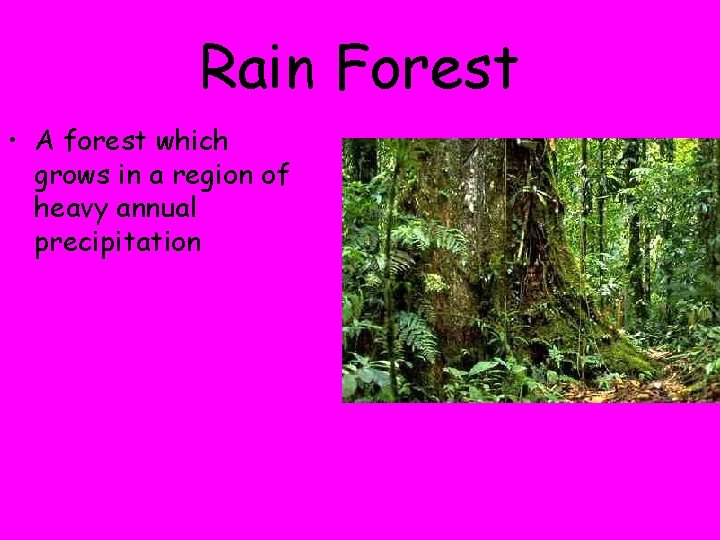 Rain Forest • A forest which grows in a region of heavy annual precipitation