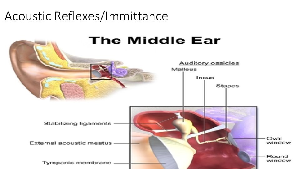 Acoustic Reflexes/Immittance 
