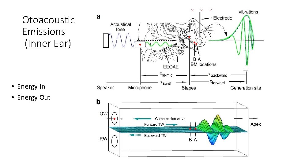 Otoacoustic Emissions (Inner Ear) • Energy In • Energy Out 
