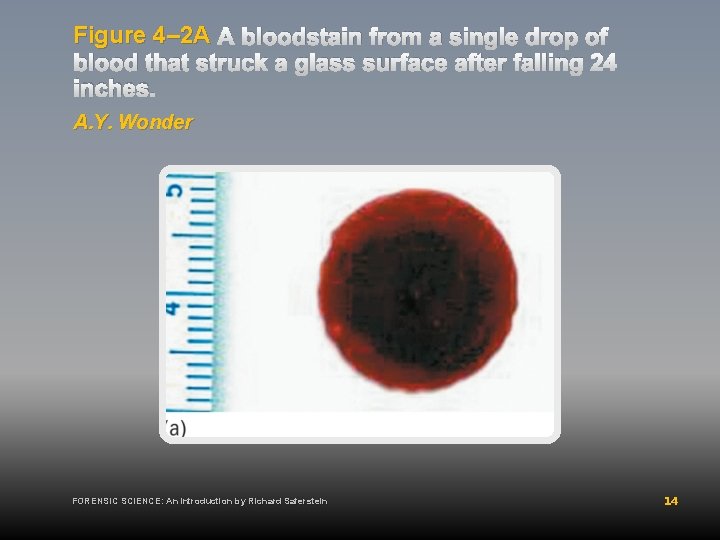 Figure 4– 2 A A bloodstain from a single drop of blood that struck