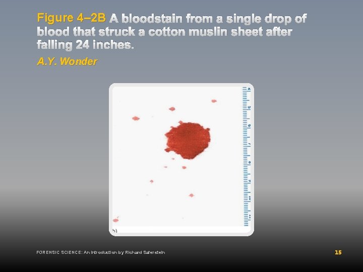 Figure 4– 2 B A bloodstain from a single drop of blood that struck
