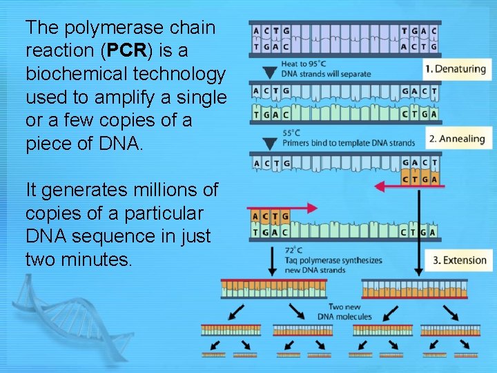 The polymerase chain reaction (PCR) is a biochemical technology used to amplify a single