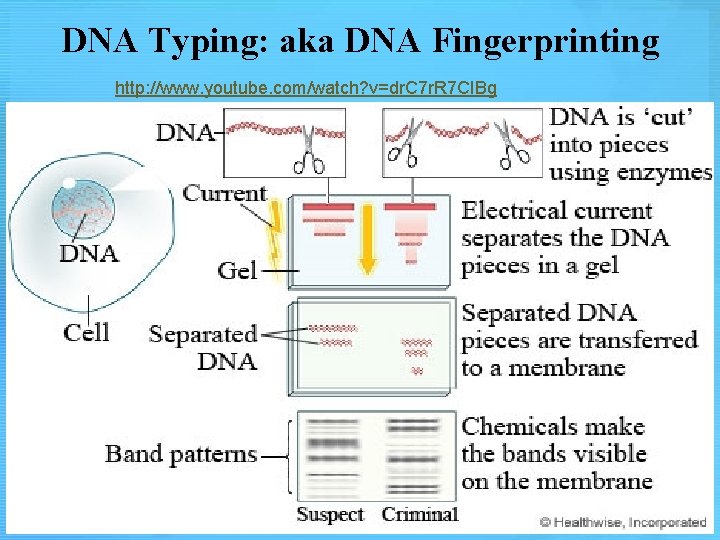 DNA Typing: aka DNA Fingerprinting http: //www. youtube. com/watch? v=dr. C 7 r. R