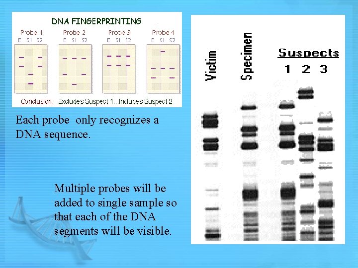 Each probe only recognizes a DNA sequence. Multiple probes will be added to single