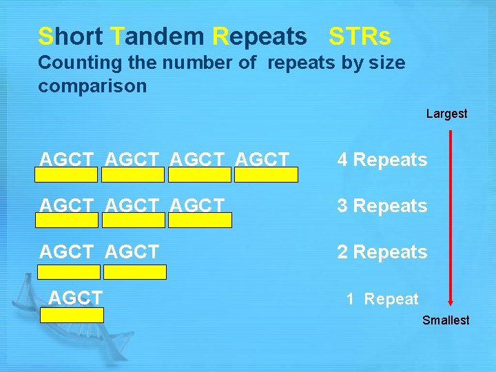 Short Tandem Repeats STRs Counting the number of repeats by size comparison Largest AGCT