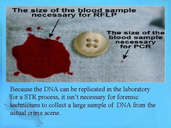 Because the DNA can be replicated in the laboratory for a STR process, it