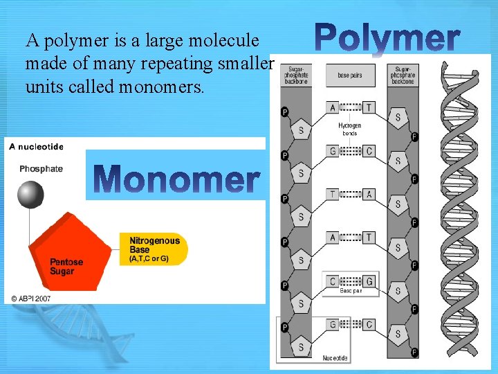 A polymer is a large molecule made of many repeating smaller units called monomers.