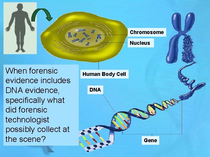 Chromosome Nucleus When forensic evidence includes DNA evidence, specifically what did forensic technologist possibly