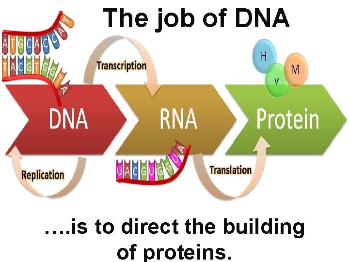 The job of DNA …. is to direct the building of proteins. 
