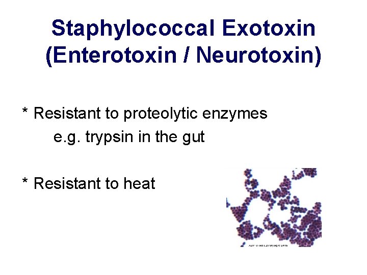 Staphylococcal Exotoxin (Enterotoxin / Neurotoxin) * Resistant to proteolytic enzymes e. g. trypsin in