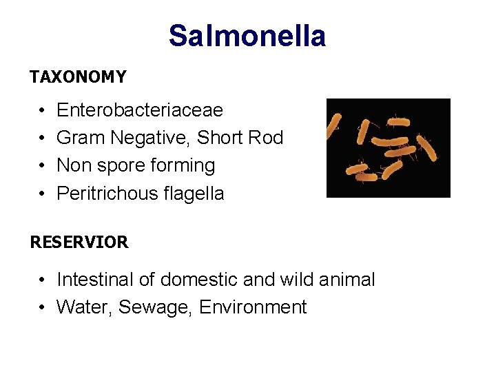 Salmonella TAXONOMY • • Enterobacteriaceae Gram Negative, Short Rod Non spore forming Peritrichous flagella