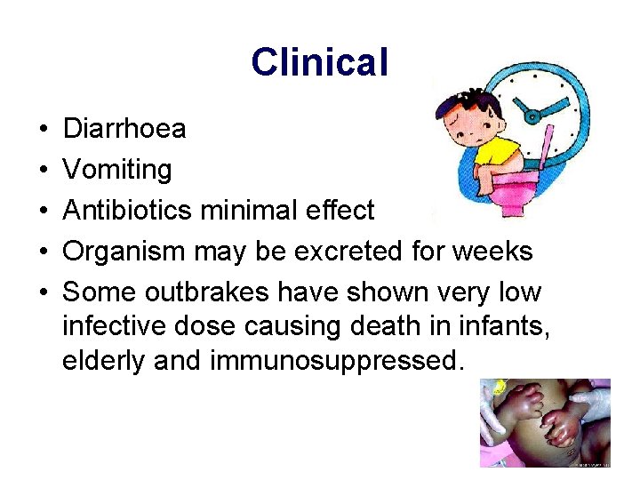 Clinical • • • Diarrhoea Vomiting Antibiotics minimal effect Organism may be excreted for