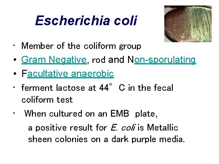Escherichia coli • • Member of the coliform group Gram Negative, rod and Non-sporulating