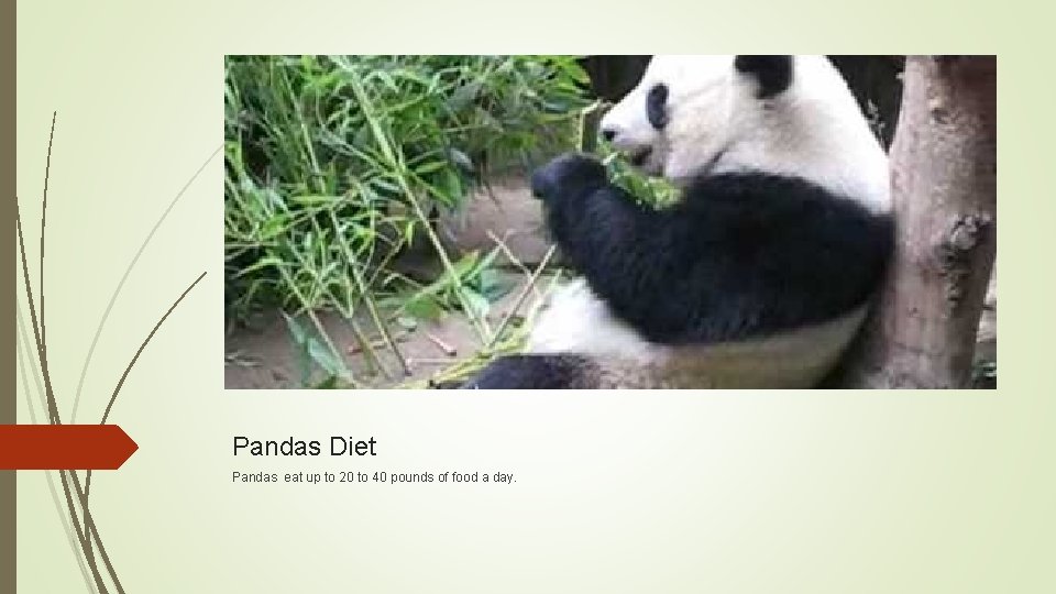 Pandas Diet Pandas eat up to 20 to 40 pounds of food a day.