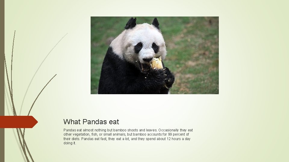 What Pandas eat almost nothing but bamboo shoots and leaves. Occasionally they eat other