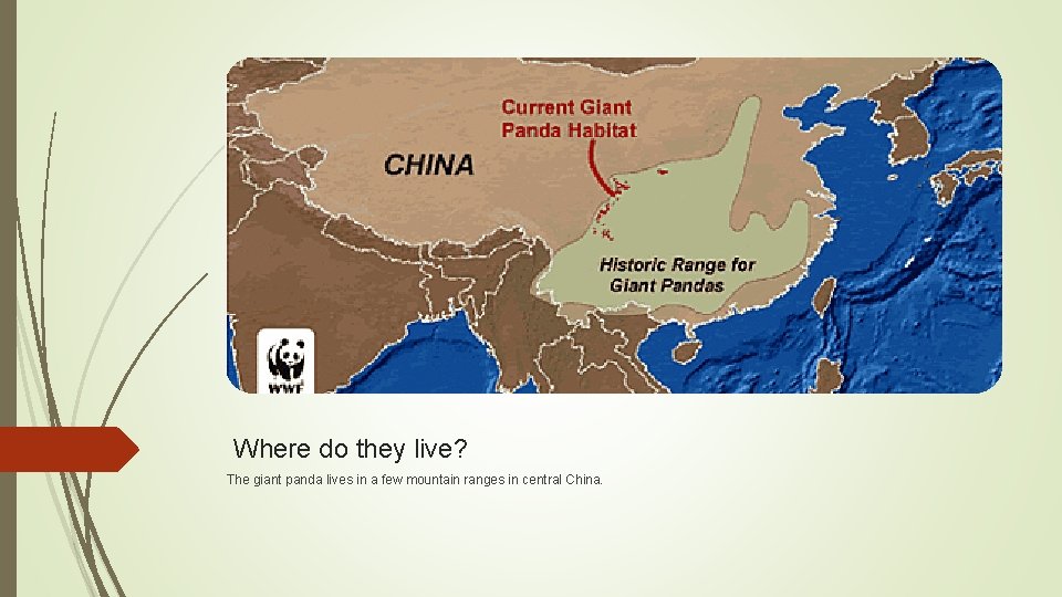 Where do they live? The giant panda lives in a few mountain ranges in