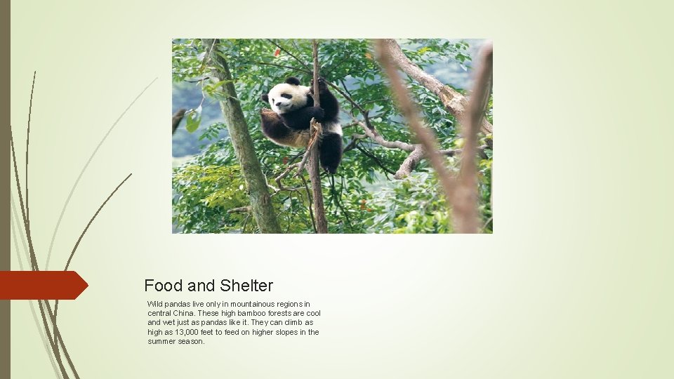 Food and Shelter Wild pandas live only in mountainous regions in central China. These