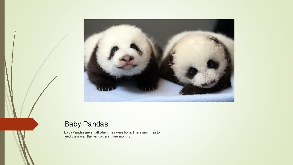Baby Pandas are small when they were born. There mom has to feed them