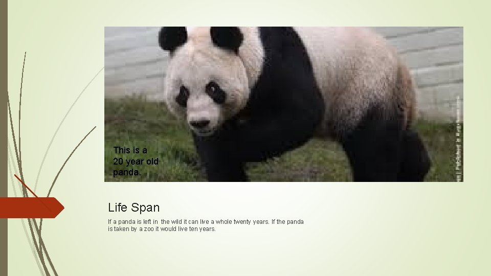 This is a 20 year old panda. Life Span If a panda is left