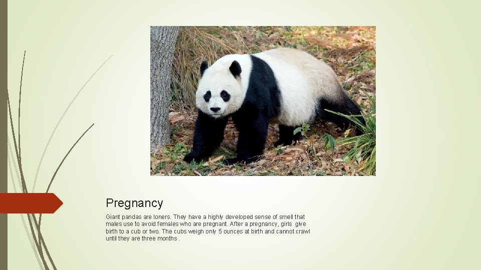 Pregnancy Giant pandas are loners. They have a highly developed sense of smell that