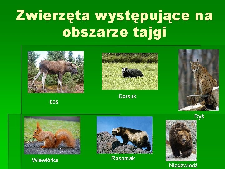 Zwierzęta występujące na obszarze tajgi Łoś Borsuk Ryś Wiewiórka Rosomak Niedźwiedź 