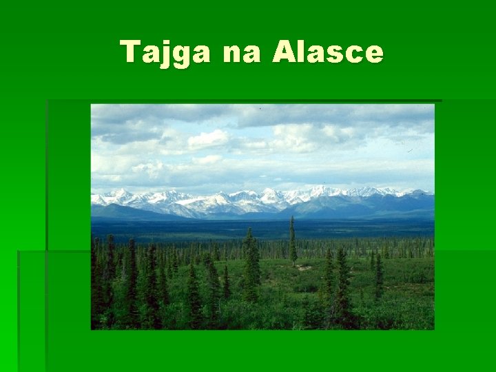 Tajga na Alasce 