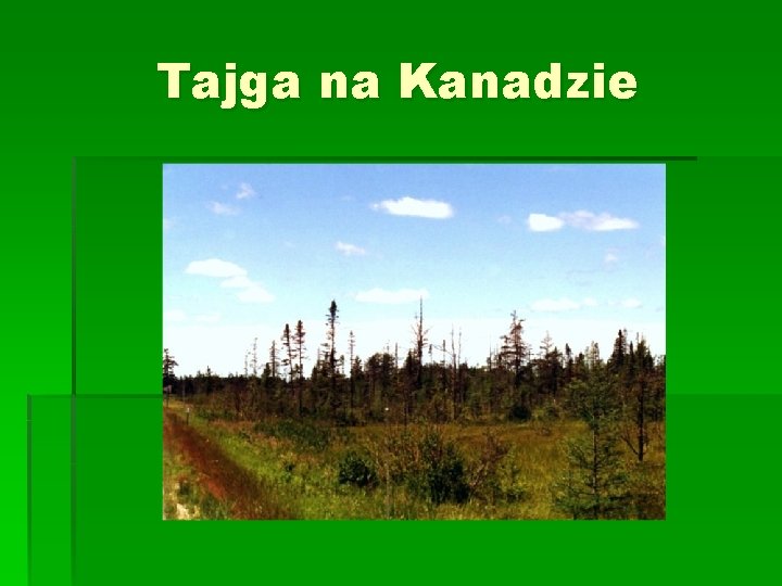 Tajga na Kanadzie 