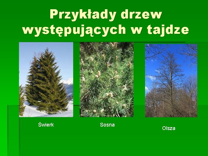 Przykłady drzew występujących w tajdze Świerk Sosna Olsza 