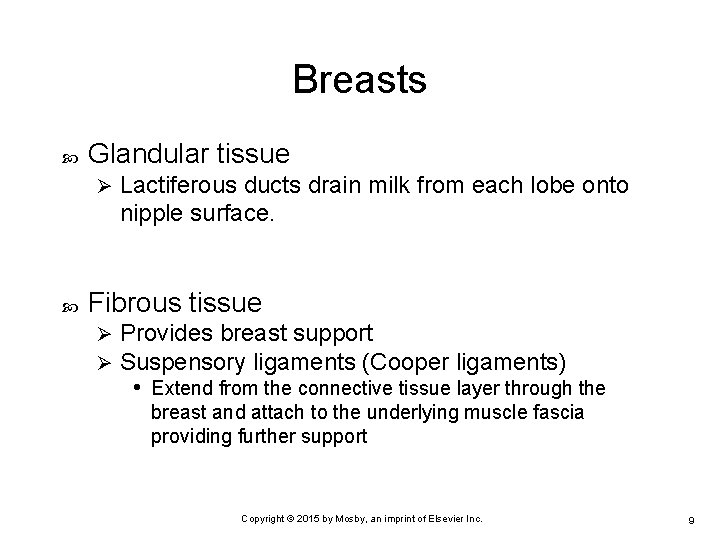 Breasts Glandular tissue Ø Lactiferous ducts drain milk from each lobe onto nipple surface.