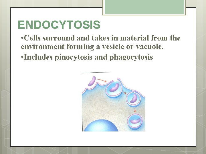 ENDOCYTOSIS • Cells surround and takes in material from the environment forming a vesicle