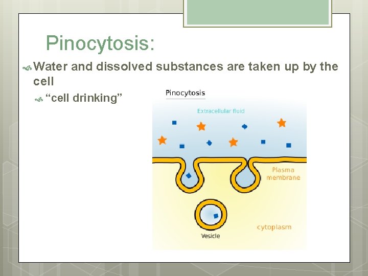 Pinocytosis: Water and dissolved substances are taken up by the cell “cell drinking” 